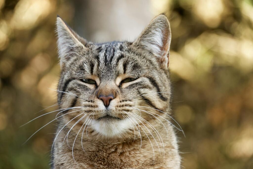 A serene tabby cat enjoying the outdoors on a sunny day.