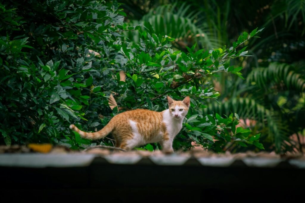 Cats’ Tail Movements
