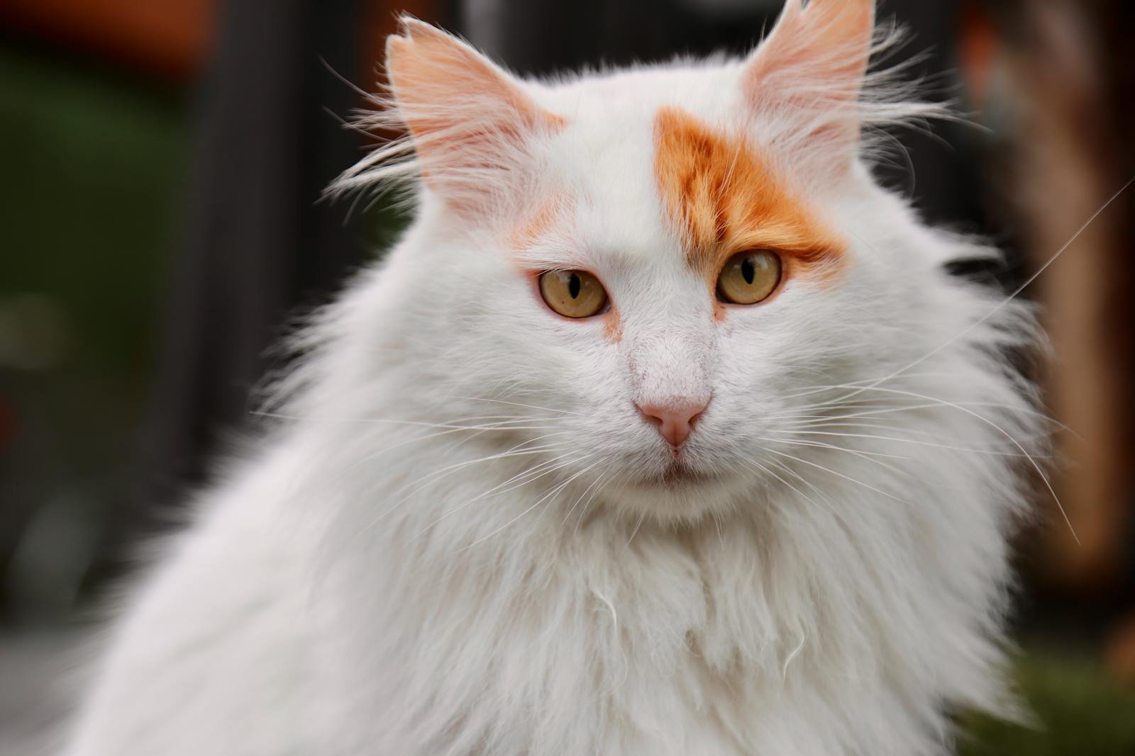 Photo by Hüseyin Ergül Close-up portrait of a fluffy white and orange cat with captivating gaze.
