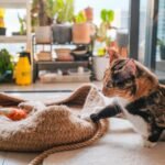 Free stock photo of cat, fluffy cat, kitty