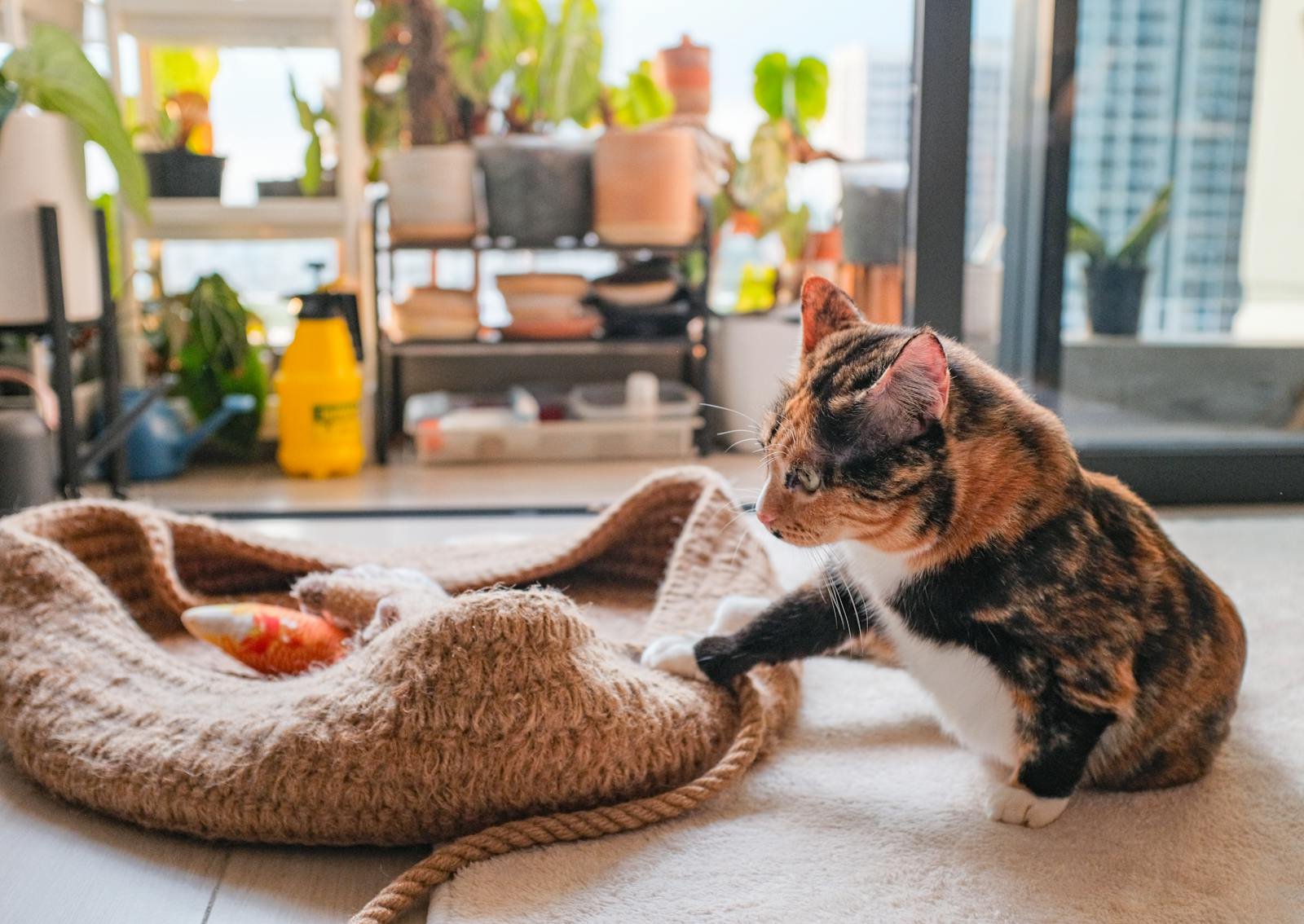 Free stock photo of cat, fluffy cat, kitty