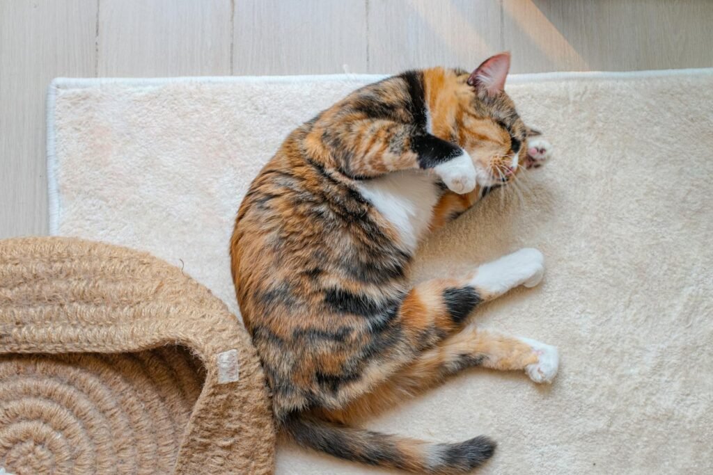 Domestic Cats Free stock photo of cat, fluffy cat, kitty