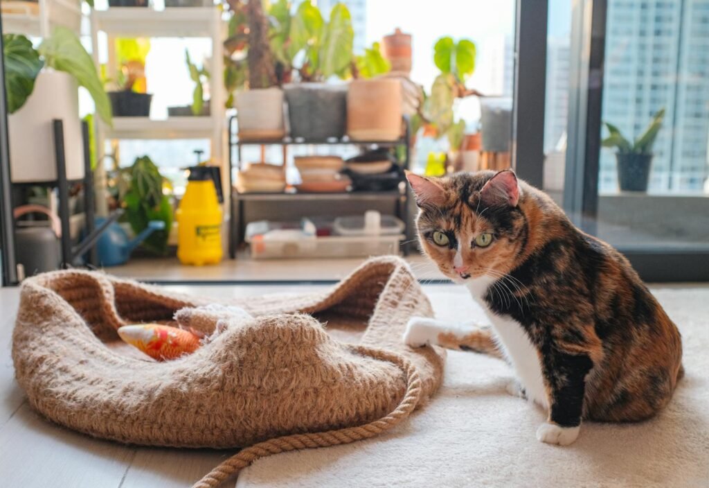 Domestic Cats Free stock photo of cat, fluffy cat, kitty