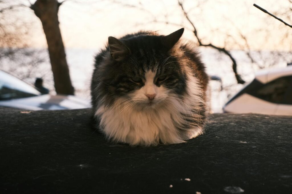 Cat Stress şehirli kediler