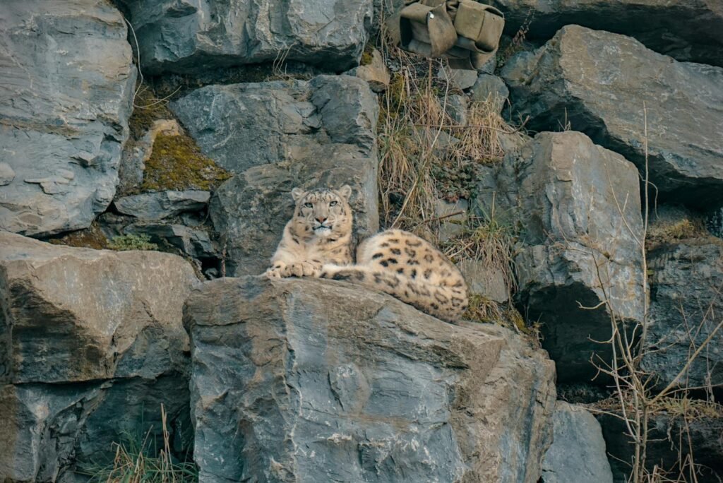 A snow leopard lounging on rugged rocks, showcasing its natural habitat.