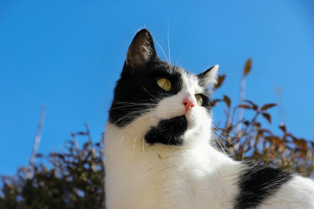 Cats’ Hearing A black and white domestic cat gazing into the distance under a clear blue sky.