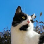 Cats’ Hearing A black and white domestic cat gazing into the distance under a clear blue sky.