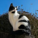 A black and white domestic cat sits elegantly on a wall under a clear blue sky.