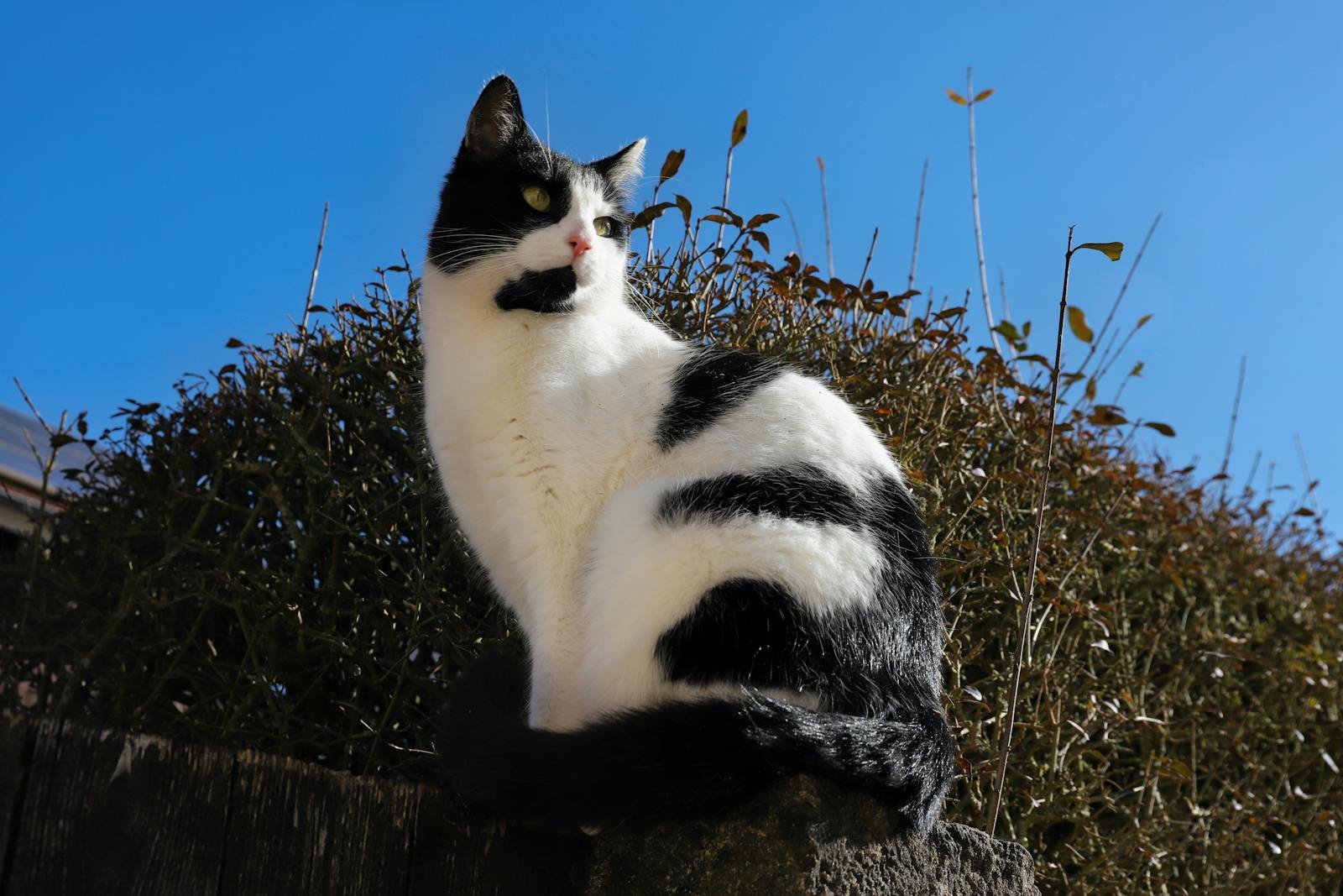 A black and white domestic cat sits elegantly on a wall under a clear blue sky.