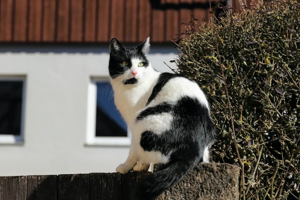 A black and white cat perched on a fence on a sunny day outside a house.