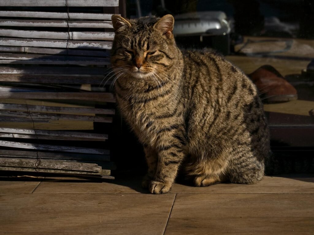 cat love: Striped tabby cat basking in sunlight against a rustic background.