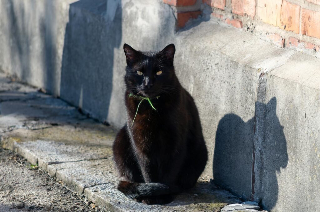 Domestic Cat Breeds A black cat sitting on a sunlit pavement with a brick wall background.
