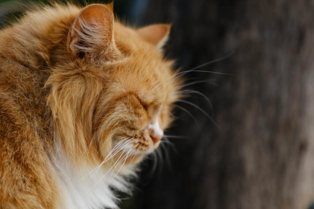 Close-up portrait of a fluffy ginger cat sitting outdoors, basking in the sunlight.