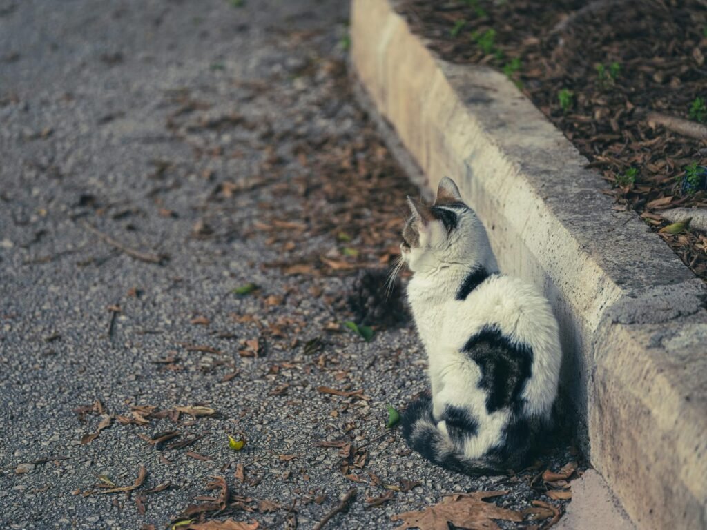 Cute cat sitting on a street curb with fallen leaves, creating an autumn vibe.