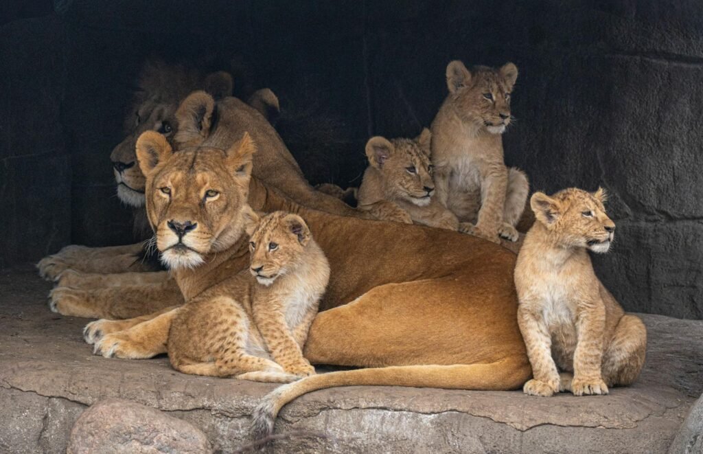 A lion family with cubs resting together at the zoo in Copenhagen, Denmark.
