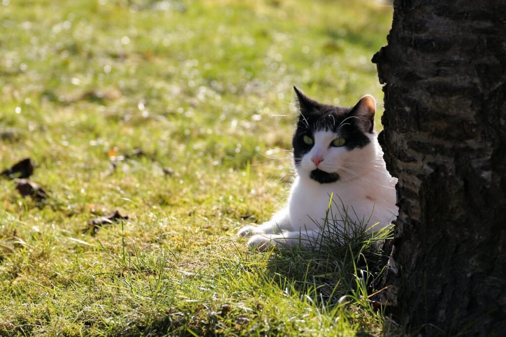 A cute European Shorthair cat relaxing in the sun on a grassy meadow beside a tree.