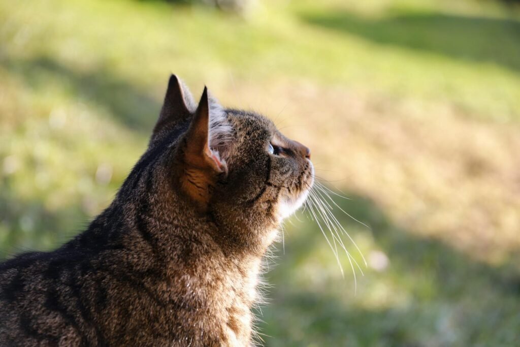 A beautiful tabby cat basks in the warm sun, sitting in a lush, green garden.