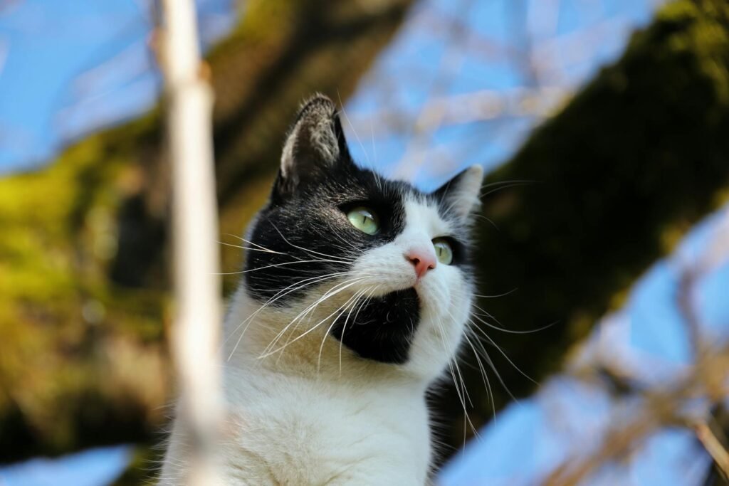 A black and white domestic cat gazes upwards, surrounded by spring foliage.