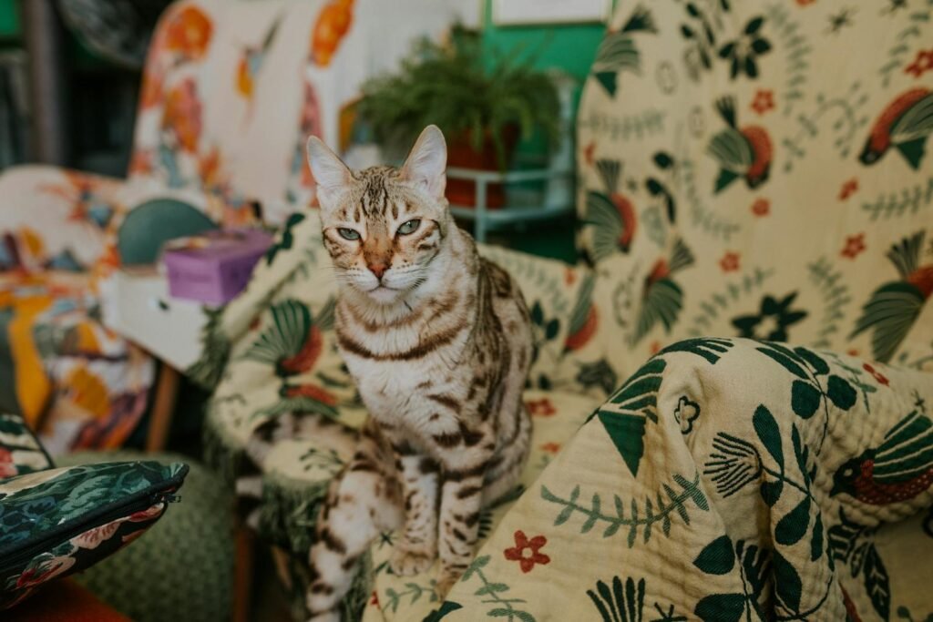 Close-up of a Bengal cat lounging on a floral patterned armchair indoors.