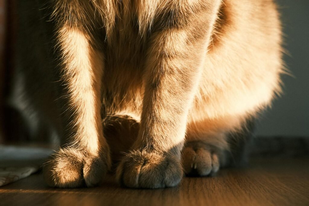Close-up of cat paws in warm sunlight, highlighting fluffy fur.