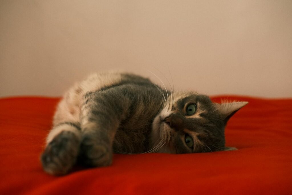 A cute tabby cat relaxing comfortably on a red blanket inside a cozy room.