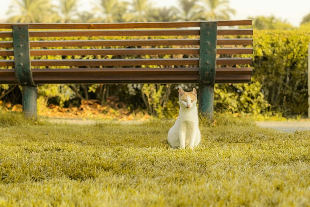 A cat sitting on grass in front of a bench in a sunny park, surrounded by green foliage.
