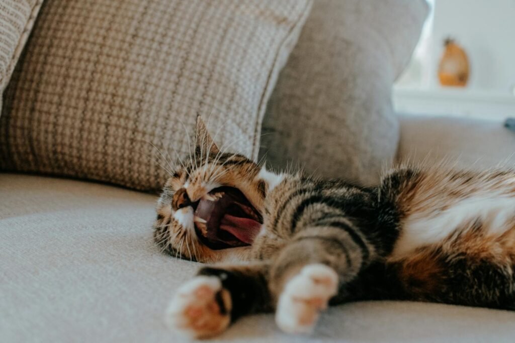 Adorable tabby cat yawning on a couch inside a home in Virginia, USA.