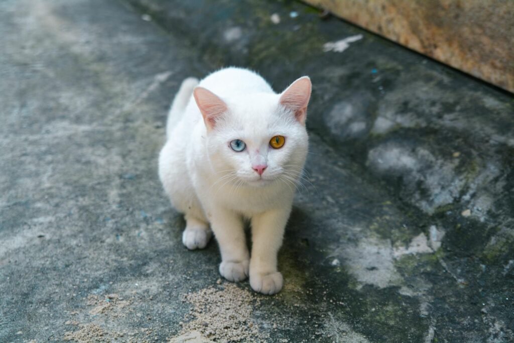 Acat dorable white cat with striking blue and yellow eyes sitting outdoors on concrete.