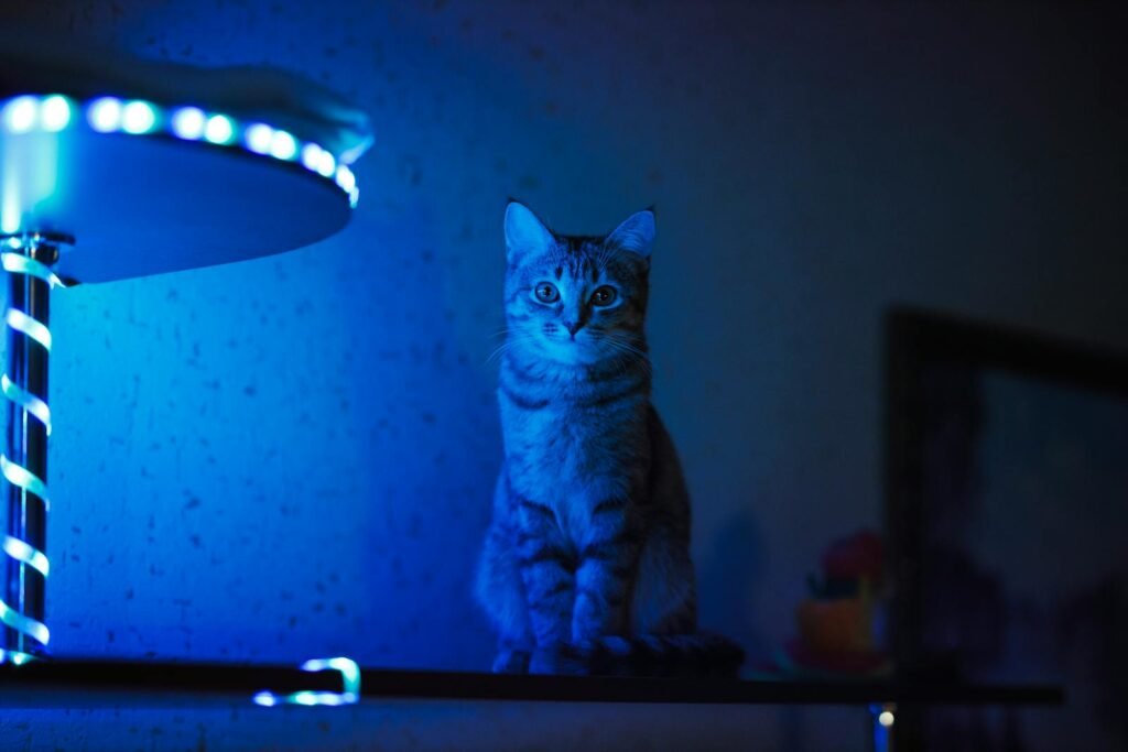 A cat sits attentively on a shelf illuminated by blue LED lighting indoors.