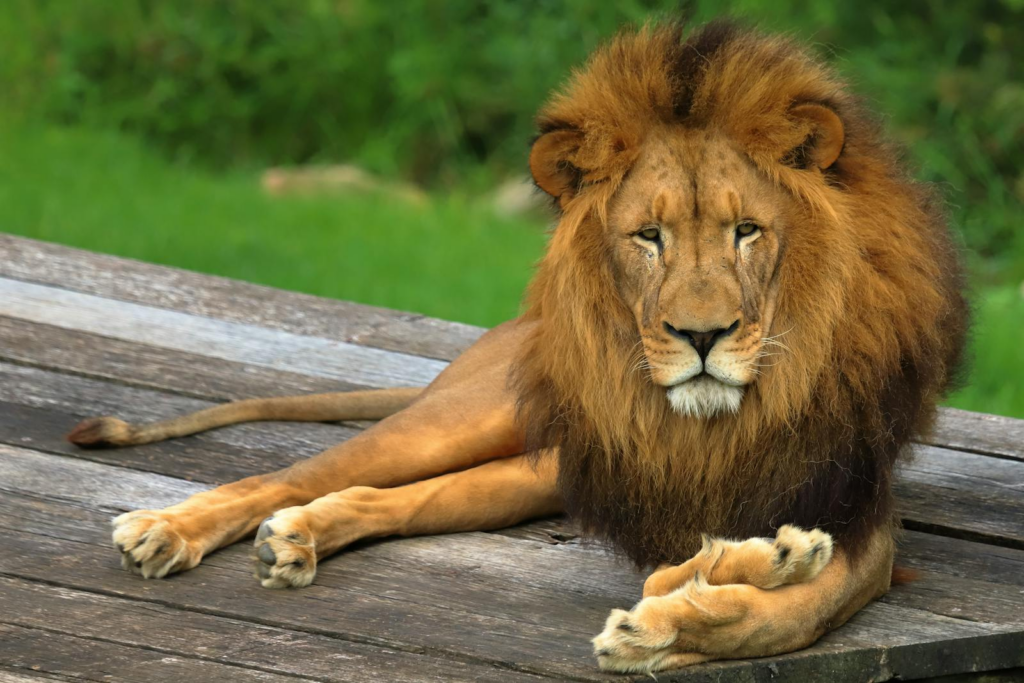Close-up of a majestic African lion lying on a wooden platform outdoors.