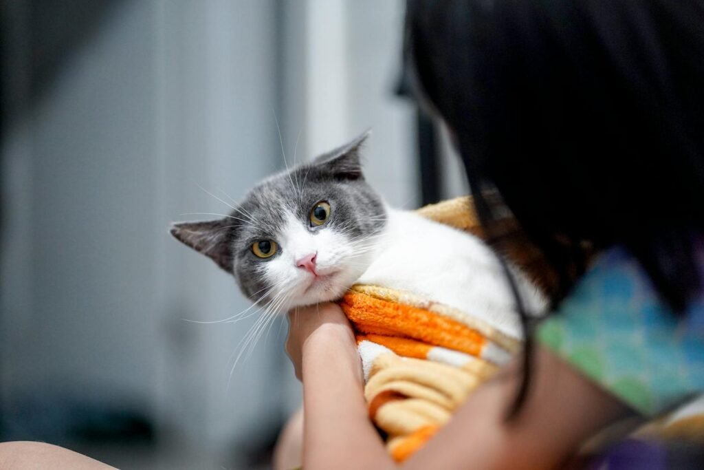 A cute gray and white cat wrapped in a colorful blanket, held indoors.