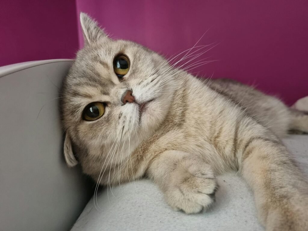 Charming Scottish Fold cat lying down with a curious gaze against a pink background.