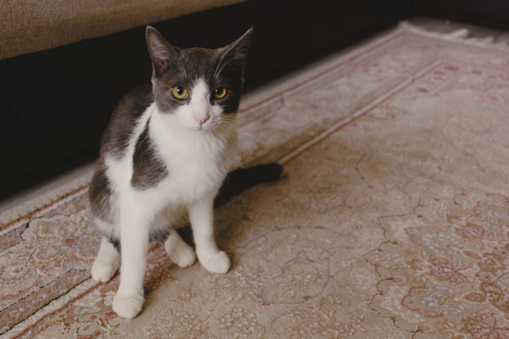 A cute tuxedo cat with bright eyes sitting on a patterned carpet indoors.