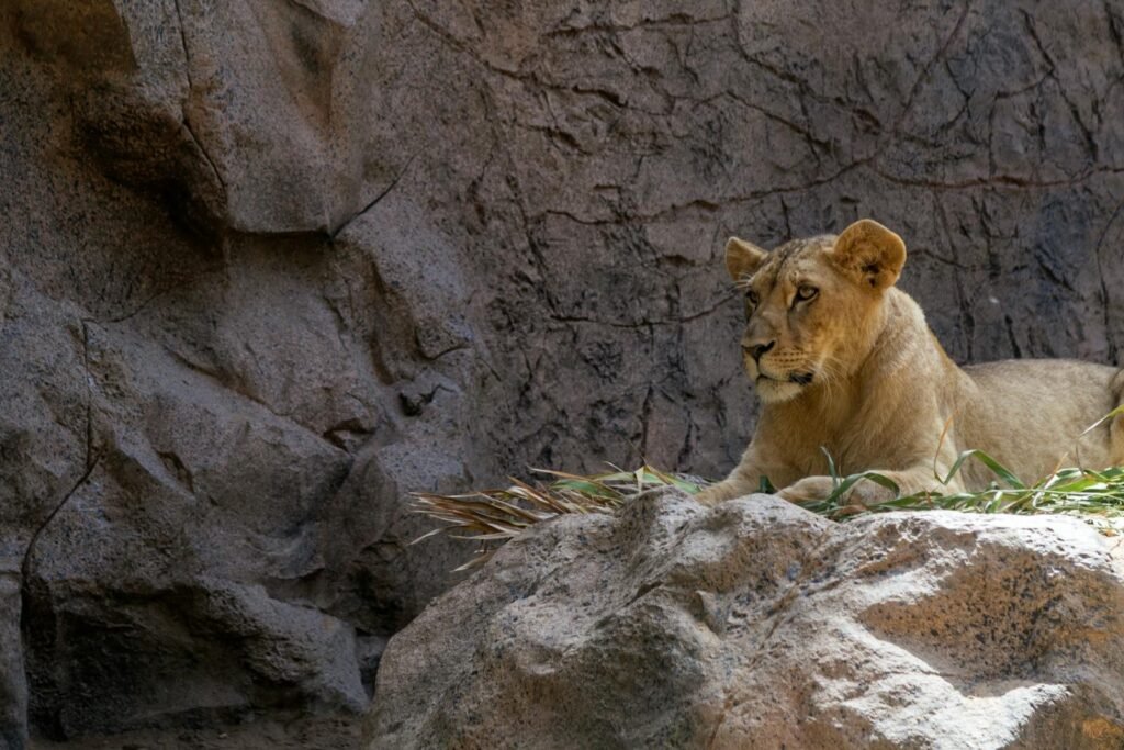 social structure: A lioness sits calmly on a rocky surface, capturing the essence of the African bushveld.