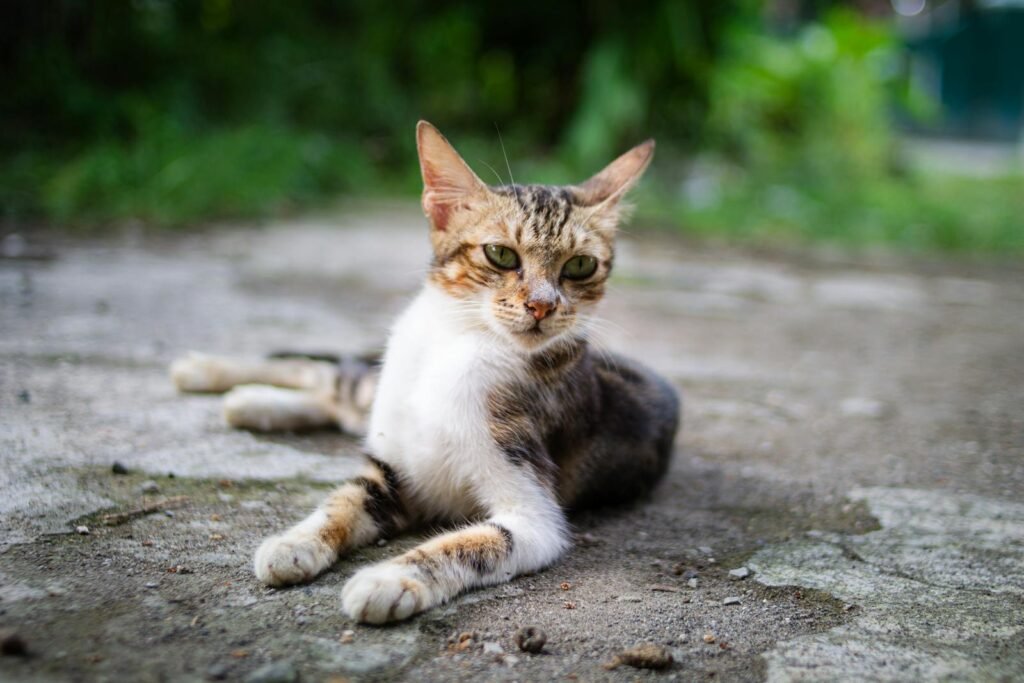 A tabby cat lounging comfortably on outdoor pavement showcasing its playful yet calm demeanor.