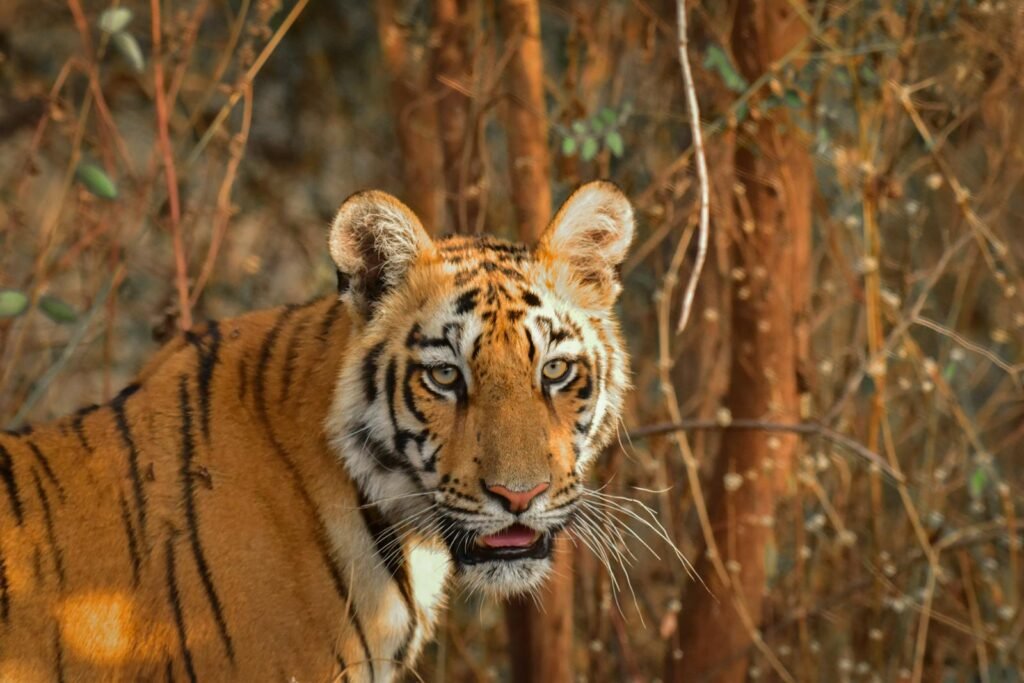 Big Cats Communicate