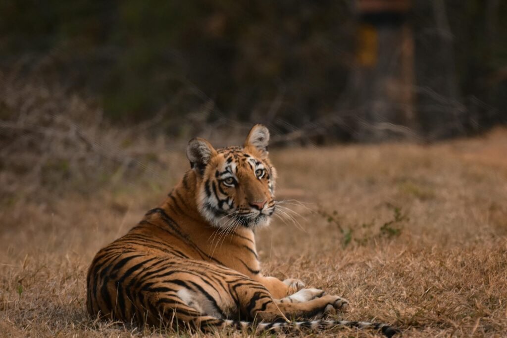 social structure: Free stock photo of animal photography, bengal tiger, big cats