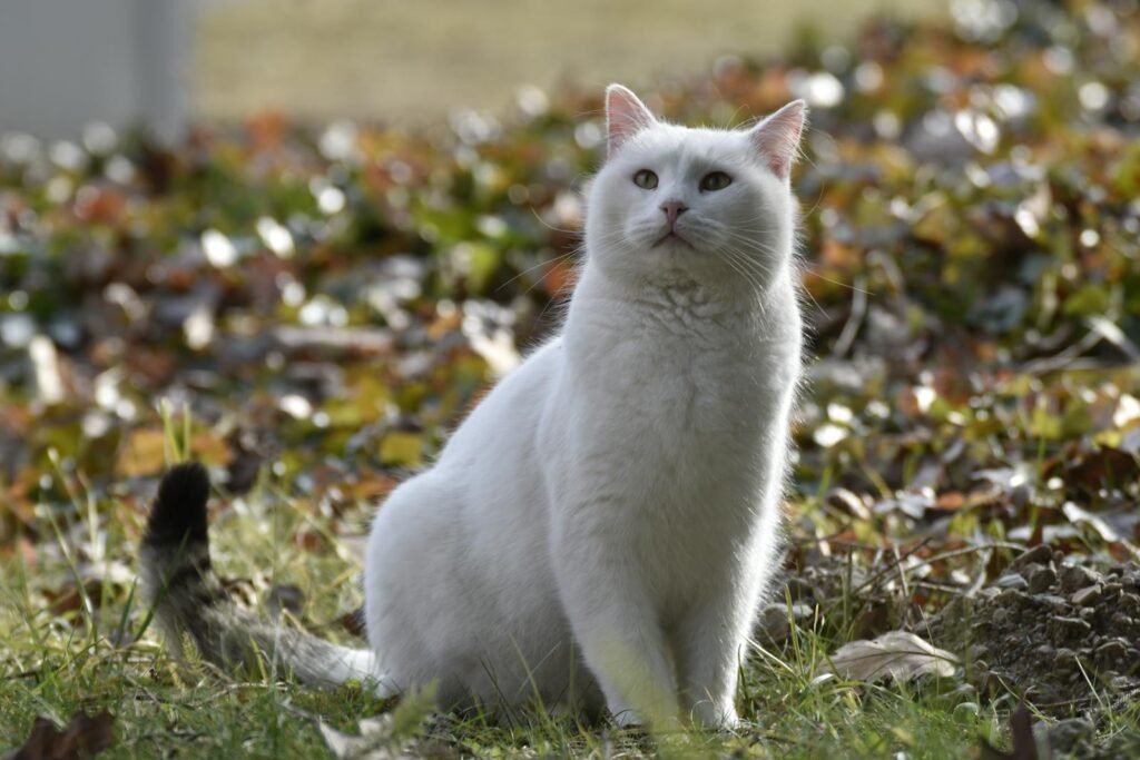 A fluffy white cat sitting outdoors surrounded by autumn leaves and sunlight.