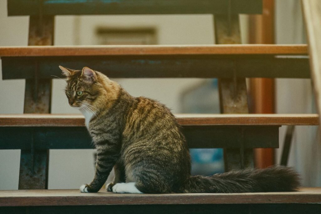 Kucing