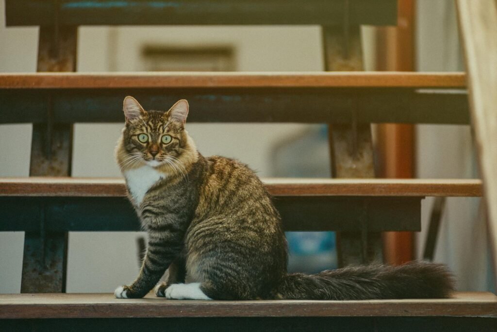 Cat Scent Kucing