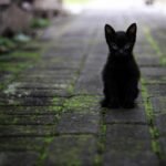 cat, black, animal, nature, pet, hair, star, black and white, hairy, cat, cat, cat, cat, cat