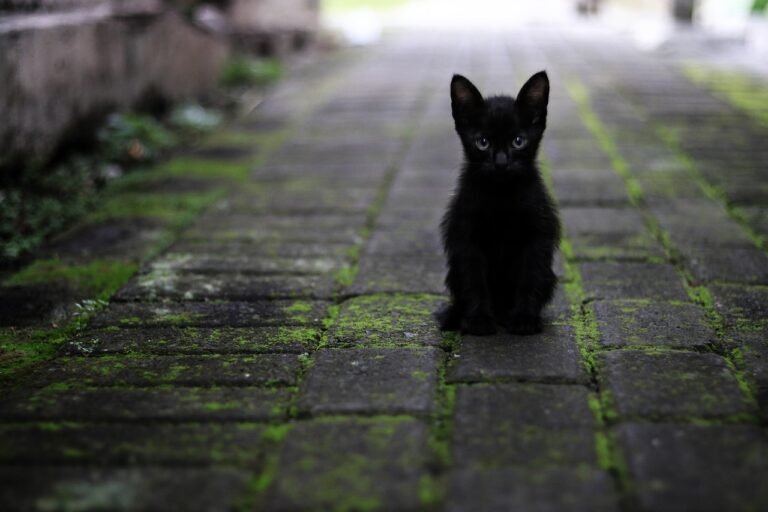 cat, black, animal, nature, pet, hair, star, black and white, hairy, cat, cat, cat, cat, cat