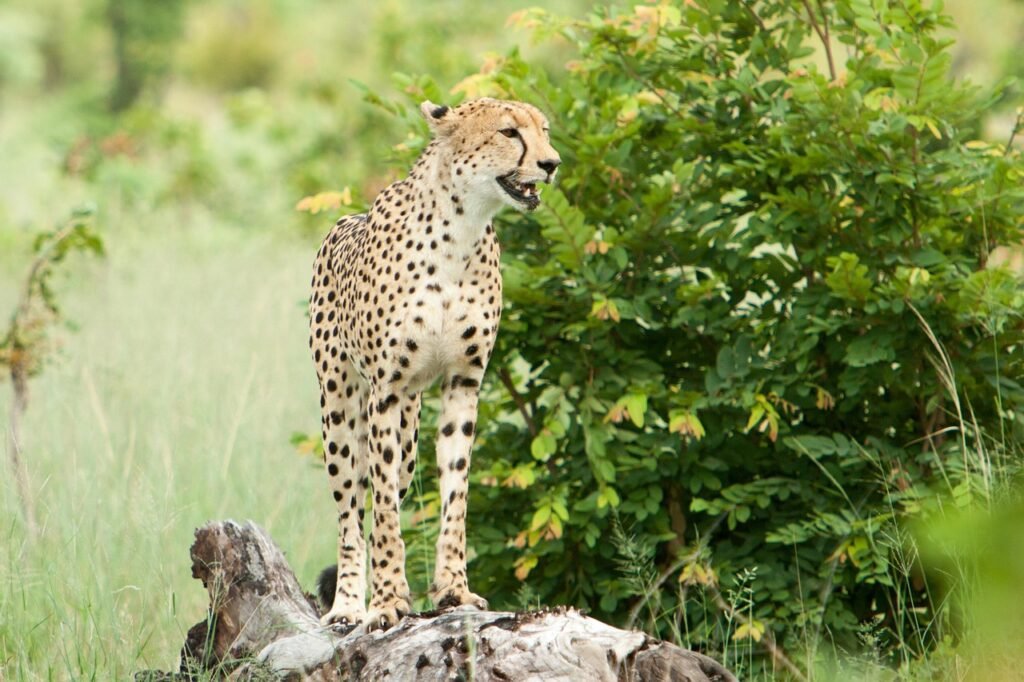 The Impact of Trophy Hunting on Big Cat Populations