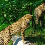 The Impact of Trophy Hunting on Big Cat Populations