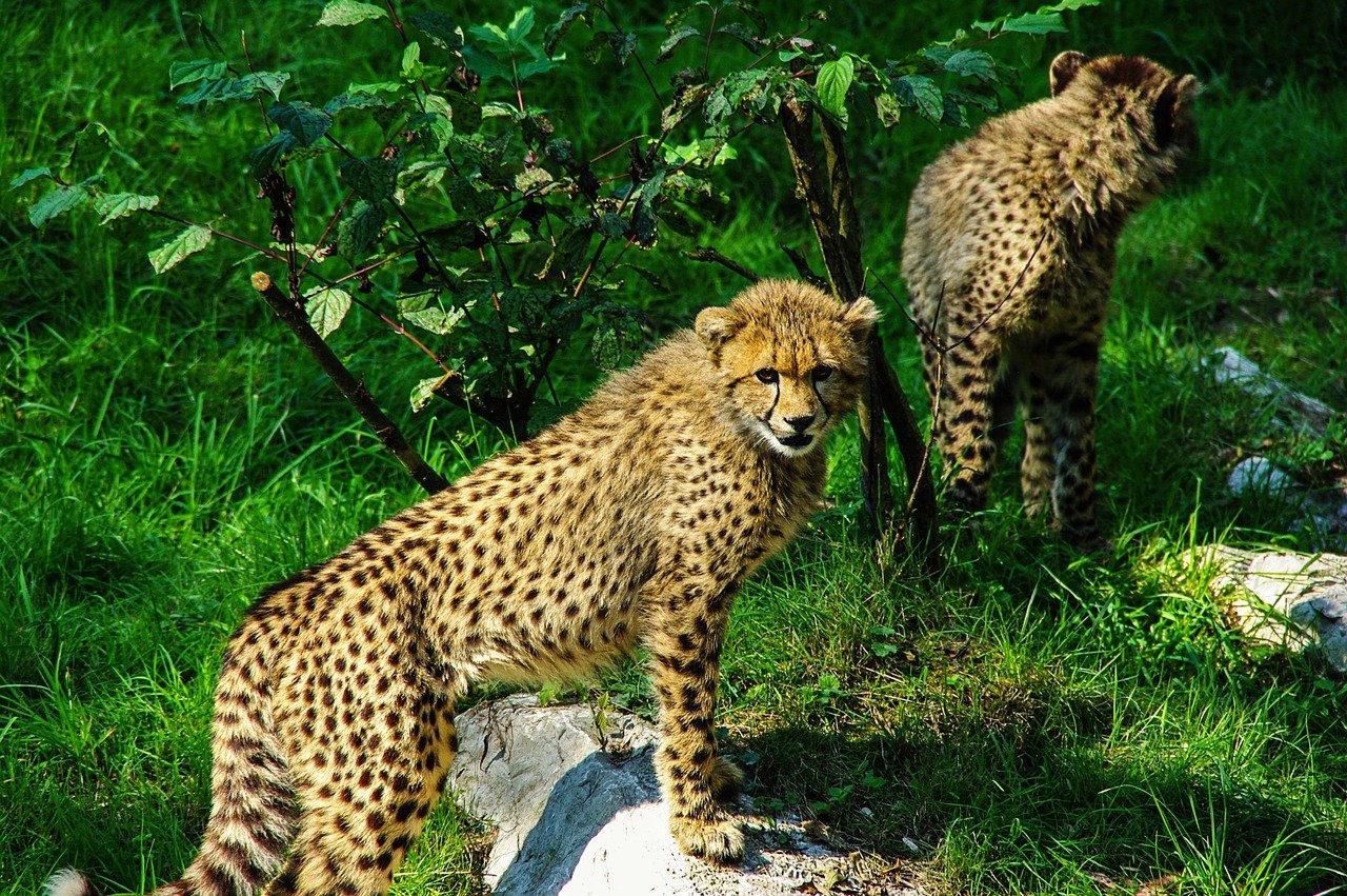 The Impact of Trophy Hunting on Big Cat Populations