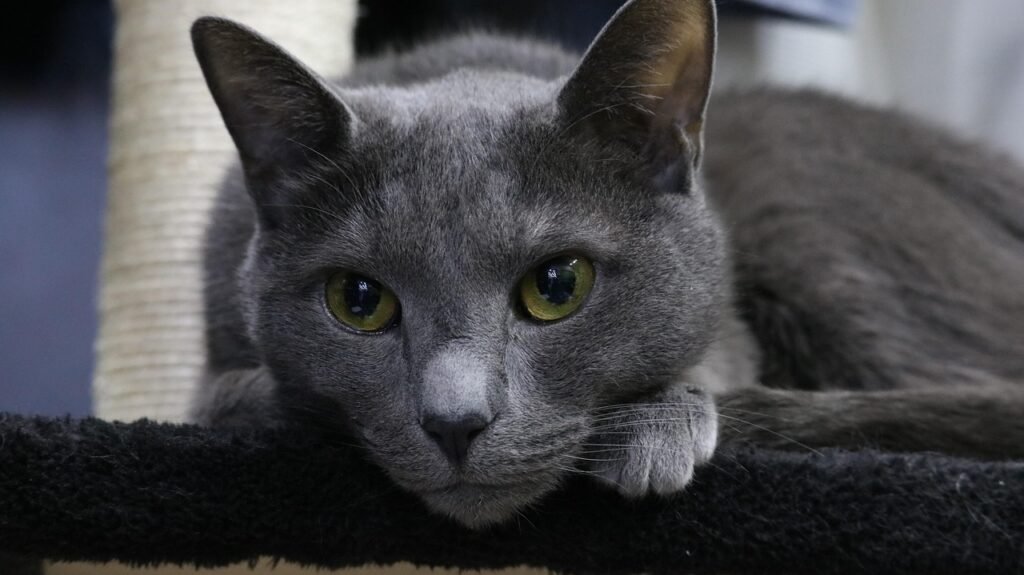 Cat Breeds : animal, pet, cat, cute, mammals, grey, pets, russian blue, russian blue, russian blue, russian blue, nature, russian blue, russian blue