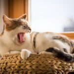 cat, pet, animal, yawn, tired, sleep, domestic cat, sleepy, feline, fur, tail, animal world, cat, cat, cat, cat, yawn, tired, tired, tired, tired, tired, sleep, sleep, sleep, sleepy, sleepy, nature, sleepy
