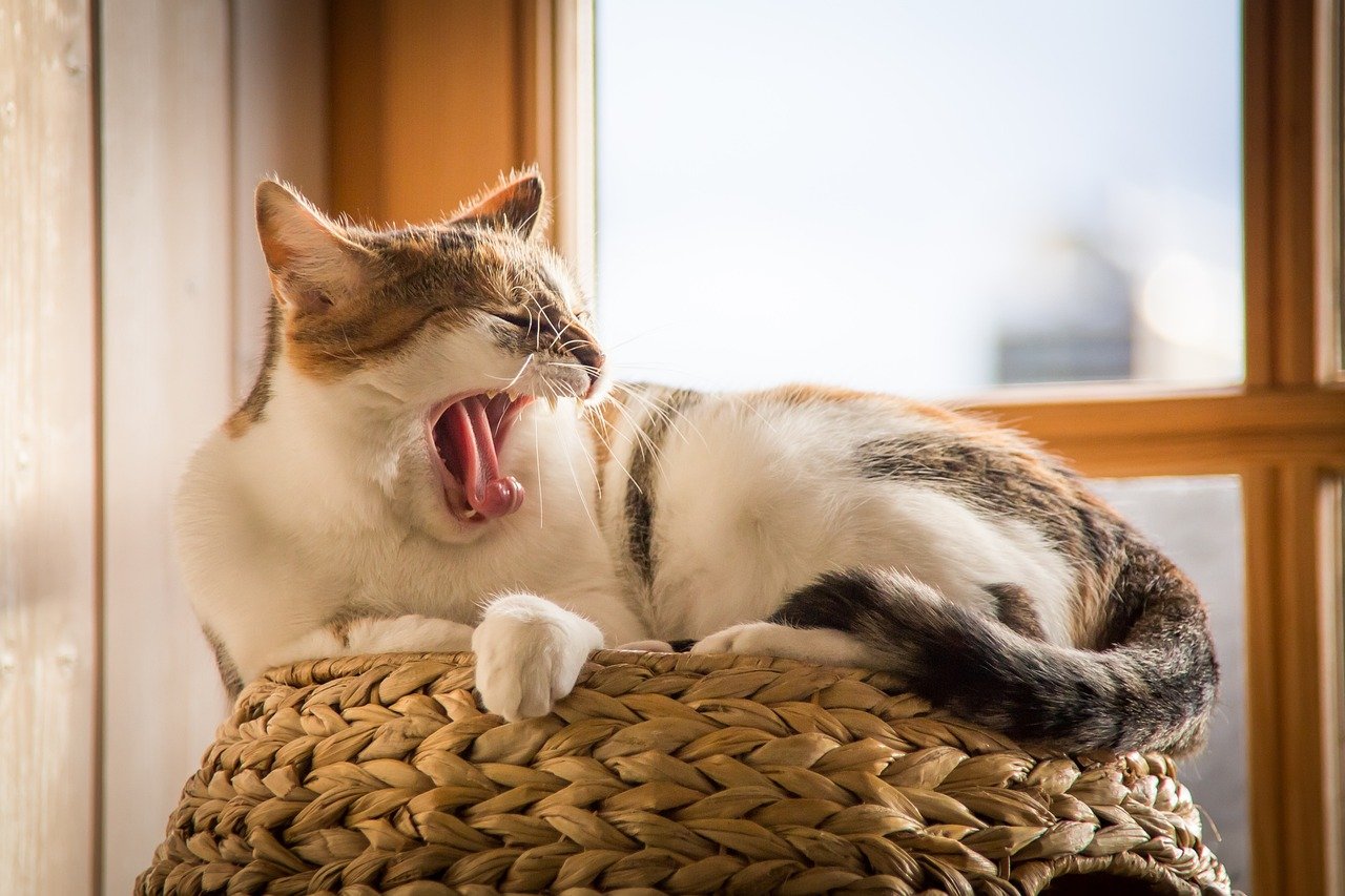 cat, pet, animal, yawn, tired, sleep, domestic cat, sleepy, feline, fur, tail, animal world, cat, cat, cat, cat, yawn, tired, tired, tired, tired, tired, sleep, sleep, sleep, sleepy, sleepy, nature, sleepy