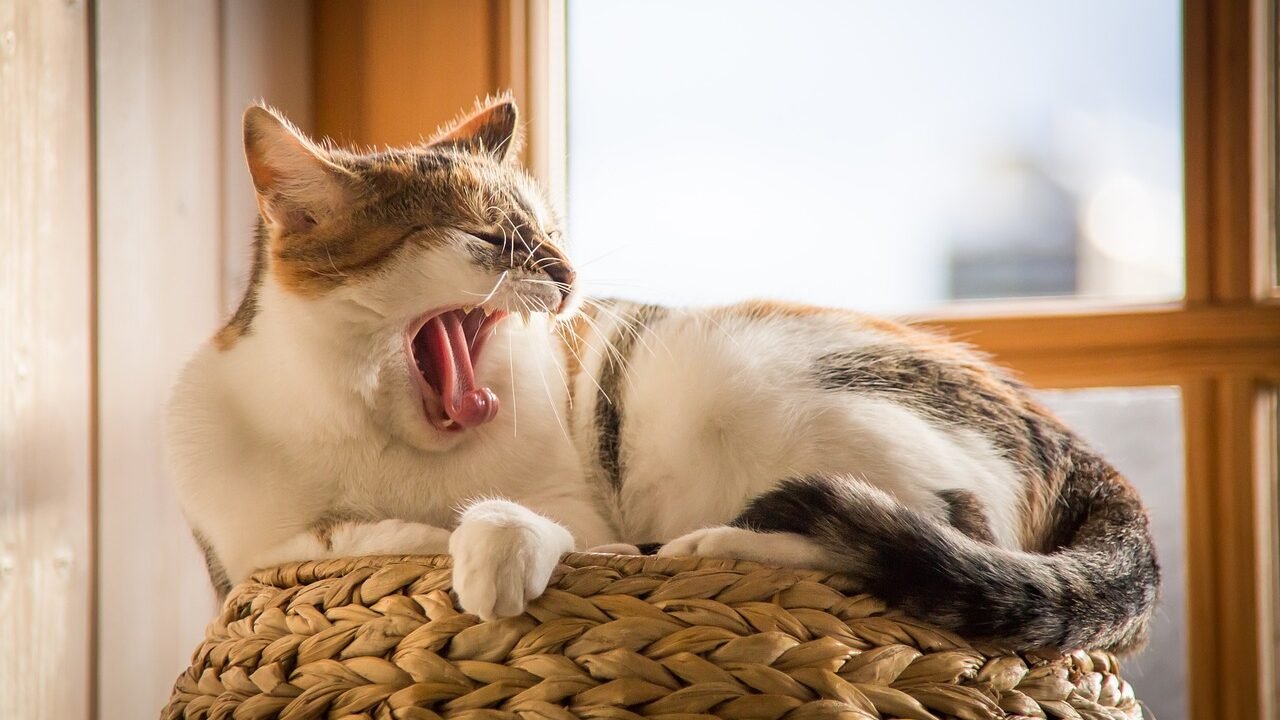 A cat relaxing in a basket by a window, yawning, with its tail raised and curved around its body.