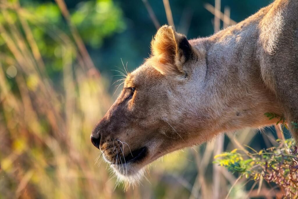 lion's pride: Intimate close-up of a lioness exhibiting focus and poise amidst her wild surroundings.